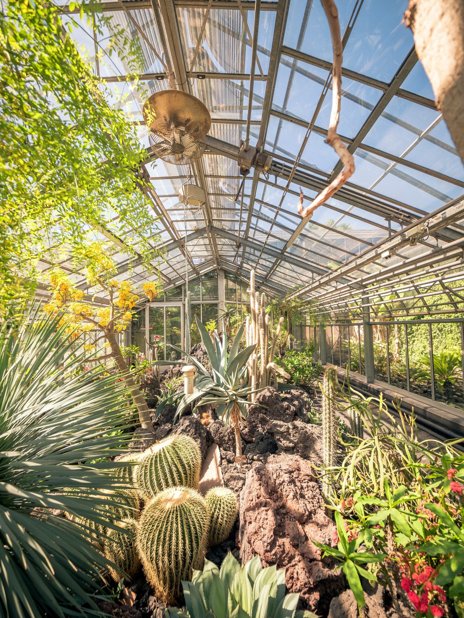 Modern Greenhouse with Cactus and Tropical Plants Indoor greenhouse with cactus, succulents, and tropical plants under a glass roof